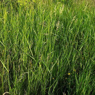 tall grass in field, Norpoint Park, Pierce County, Washington