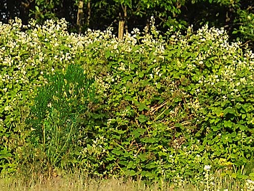 wall of invasive blackberry, Norpoint Park, Pierce County, Washington