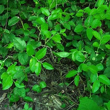 salal Gaultheria shallon in shade, forest understory, Norpoint Park, Pierce County, Washington