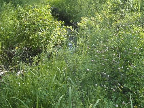 small unnamed brook draining meadow on Old Blewett Highway, Kittitas County, Washington