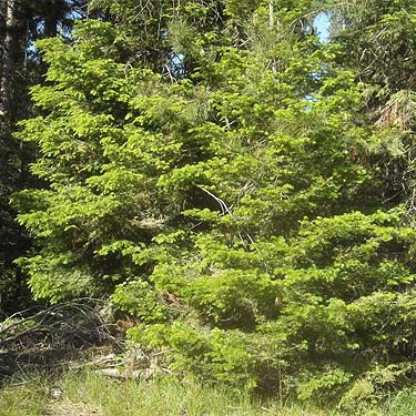 Douglas-fir Pseudotsuga menziesii in pine forest, meadow on Old Blewett Highway, Kittitas County, Washington
