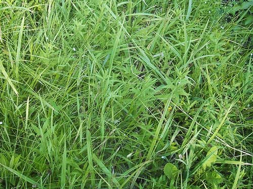 tall grass habitat, meadow on Old Blewett Highway, Kittitas County, Washington