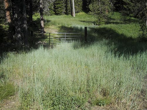 meadow on Old Blewett Highway, Kittitas County, Washington