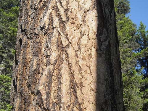 trunk of giant Ponderosa pine tree, meadow on Old Blewett Highway, Kittitas County, Washington