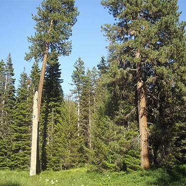 twin giant Ponderosa pine trees, meadow on Old Blewett Highway, Kittitas County, Washington