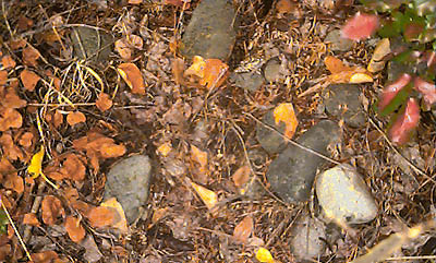 forest leaf litter near Cle Elum River