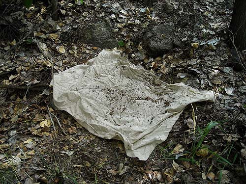 sifting cloth on cottonwood leaf litter Populus trichocarpa by Columbia River, Orondo, Washington