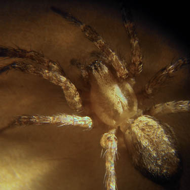 Hololena nedra female, spider, Agelenidae,  Columbia River, Orondo, Washington