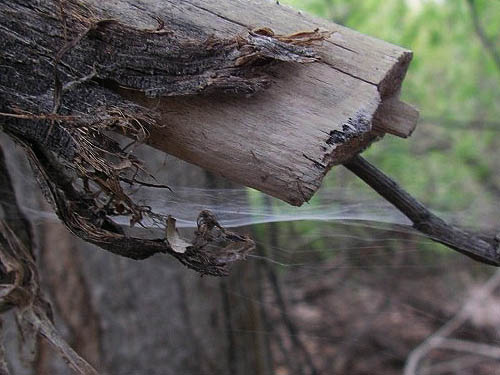 Hololena nedra web spider Agelenidae on Columbia River, Orondo, Washington