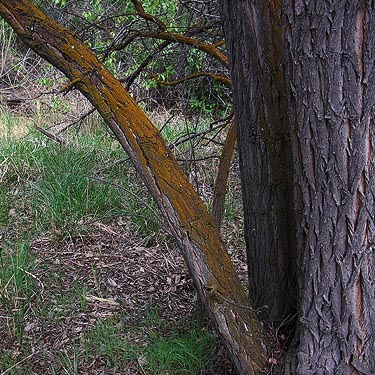 cottonwood tree and riparian grass on Columbia River, Orondo, Washington