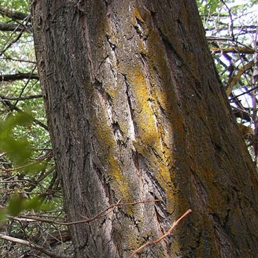 trunk of cottonwood Populus trichocarpa by Columbia River, Orondo, Washington
