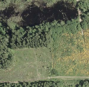aerial photo of Horse Haven Creek spider site: pond, forest, clearing (US Geological Survey, 2002)
