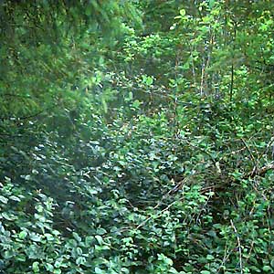 forest-edge understory at Horse Haven Creek, Pierce County, Washington, with Pseudotsuga menziesii and Gaultheria shallon