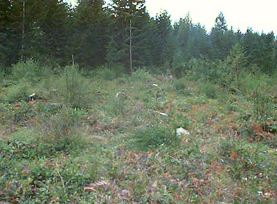 clearing at Horse Haven Creek, Pierce County, Washington with developing heath-shrub community