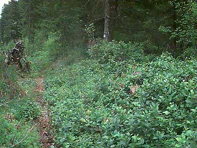 salal, Gaultheria shallon, at forest edge near Horse Haven Creek, Pierce County, Washington