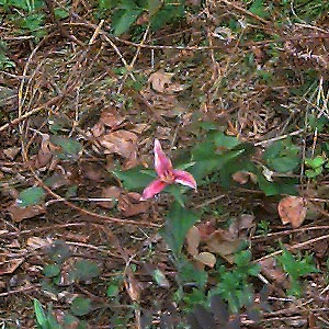Trillium ovatum (pink phase) near Horse Haven Creek, Pierce County, Washington