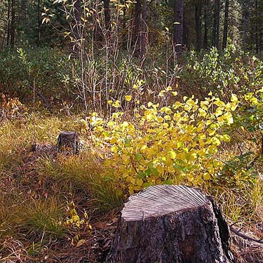 clearcut with shrubs, Outlet Creek Campground near Glenwood, Klickitat County, Washington