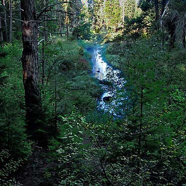 dense riparian habitat, Outlet Creek Campground near Glenwood, Klickitat County, Washington