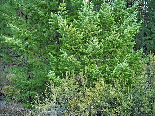 Douglas-fir foliage Pseudotsuga menziesii, Outlet Creek Campground near Glenwood, Klickitat County, Washington