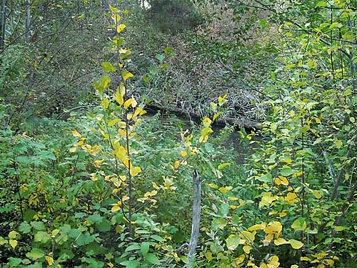 lush riparian foliage, Outlet Creek Campground near Glenwood, Klickitat County, Washington