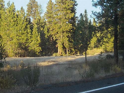 Meadow across highway from Outlet Creek Campground near Glenwood, Klickitat County, Washington