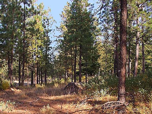 open Ponderosa pine forest at Outlet Creek Campground near Glenwood, Klickitat County, Washington