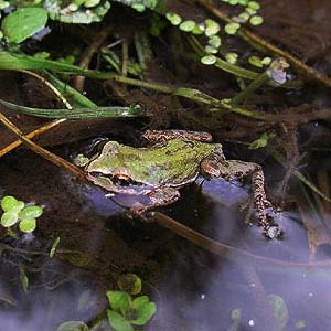Pacific tree frog Hyla regilla, Park Creek NE of Kittitas, Kittitas County, Washington