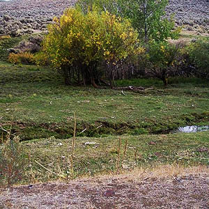 heavily overgrazed riparian meadow, Park Creek NE of Kittitas, Kittitas County, Washington
