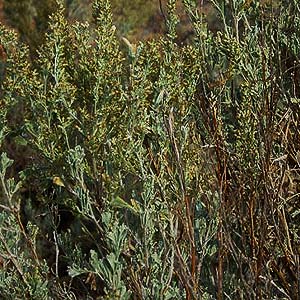 sagebrush Artemisia tridentata, Park Creek NE of Kittitas, Kittitas County, Washington