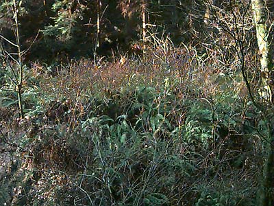 Perrinville Creek ravine, Southwest County Park, Snohomish County, Washington