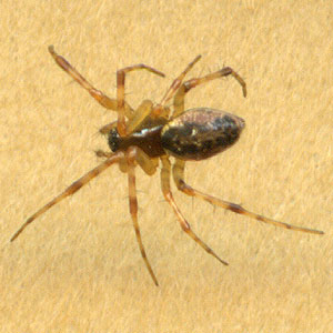 Neriene digna, linyphiid spider, female, Southwest County Park, Snohomish County, Washington