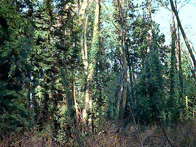 forest edge with invasive ivy Hedera helix, Southwest County Park, Snohomish County, Washington