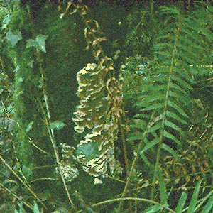 fungus on alder Alnus rubra trunk, Southwest County Park, Snohomish County, Washington