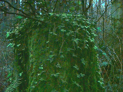 invasive ivy Hedera helix on stump, Southwest County Park, Snohomish County, Washington