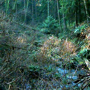 Perrinville Creek ravine, Southwest County Park, Snohomish County, Washington