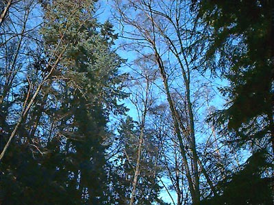 conifer-alder canopy, Perrinville Creek ravine, Southwest County Park, Snohomish County, Washington