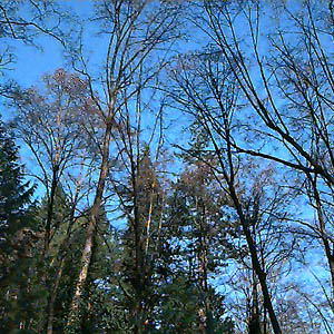 alder Alnus rubra canopy in small swamp, Southwest County Park, Snohomish County, Washington