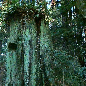 stump with springboard notch, Perrinville Creek ravine, Southwest County Park, Snohomish County, Washington