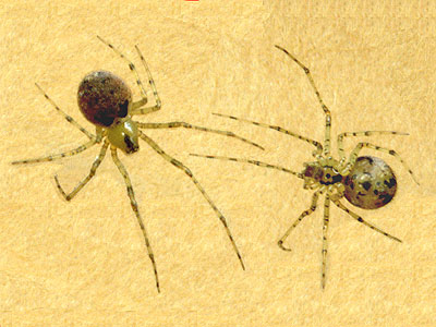 Theridion tinctum, theridiid spider, female, Southwest County Park, Snohomish County, Washington