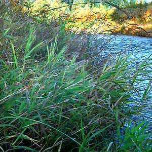 grass, bank of Pilchuck River north of Snohomish, Washington