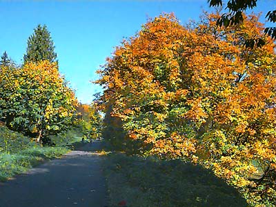 fall colors bigleaf maple Acer macrophyllum, Centennial Trail north of Snohomish, Washington