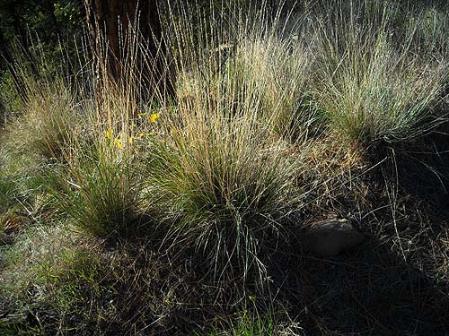 native bunchgrass Agropyron spicatum, lower Pine Canyon, Douglas County, Washington