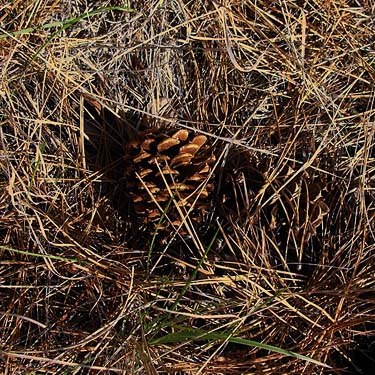 Ponderosa pine cone, lower Pine Canyon, Douglas County, Washington