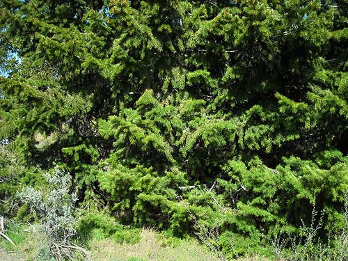 Douglas-fir tree, lower Pine Canyon, Douglas County, Washington