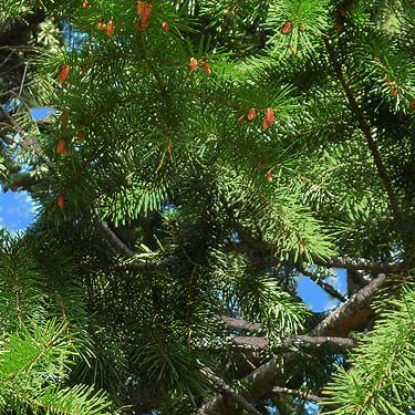 Douglas-fir foliage, lower Pine Canyon, Douglas County, Washington