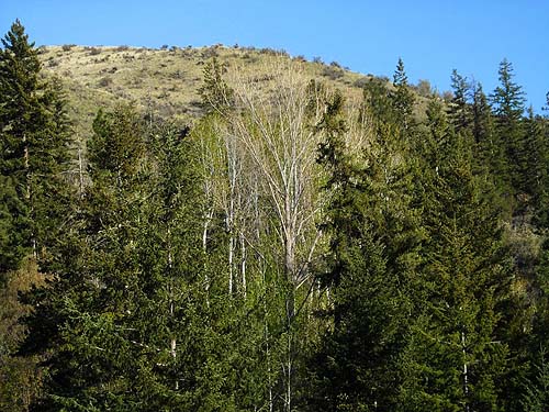 Douglas-fir and aspen trees in a side ravine, lower Pine Canyon, Douglas County, Washington
