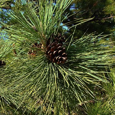 Ponderosa pine foliage, lower Pine Canyon, Douglas County, Washington