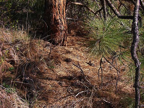litter and cones under Ponderosa pine, lower Pine Canyon, Douglas County, Washington