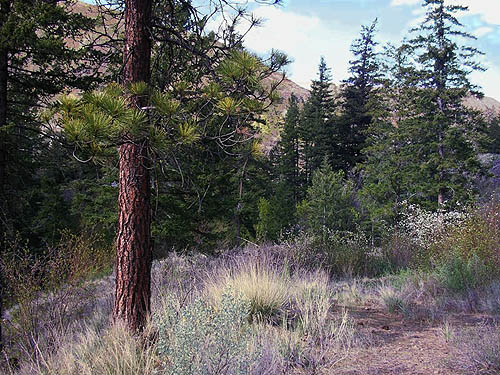 landscape with pine tree, lower Pine Canyon, Douglas County, Washington