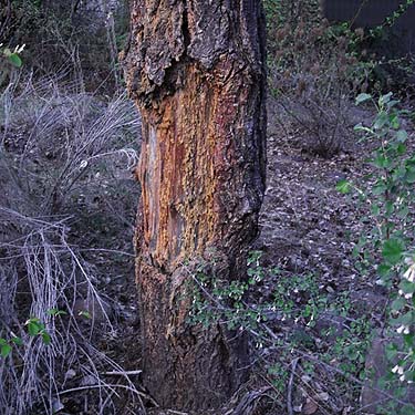 mammal-modified pine trunk, lower Pine Canyon, Douglas County, Washington
